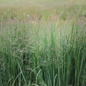 May include: A field of tall, green grass with feathery seed heads. The image shows a close-up of the grass, with the blades and seed heads in sharp focus. The background is a soft, blurred green.