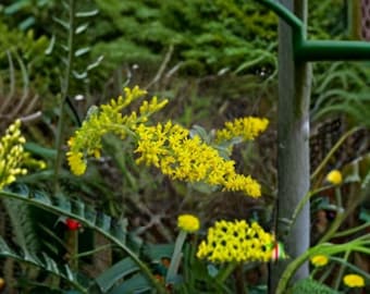 100 seeds Solidago nemoralis Seeds – Old Field Goldenrod, Native Wildflower, Pollinator Perennial