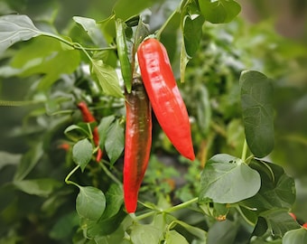 250mg Seeds Barker Hot Pepper | Heirloom Garden Seeds