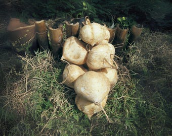 True Jicama Seeds: Heirloom Climbing Vine for Salads & Snacks (10 Seeds)