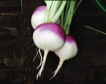 1g Seeds Turnip Purple Top White Globe | Heirloom Root Vegetable Seeds