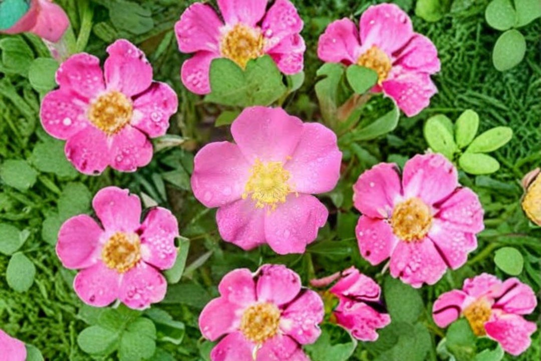 10 Prairie Wild Rose Seeds – Rosa Arkansana – Native Rose – Pink ...