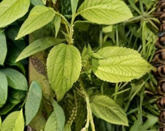 May include: Close-up of vibrant green leaves with textured surfaces. The leaves are part of a plant with a climbing vine. The image showcases the natural details of the foliage, highlighting the veins and edges of the leaves.