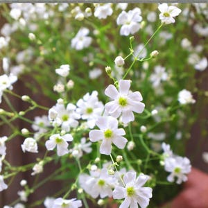 300 mg Baby’s Breath Seeds (Gypsophila elegans ‘Covent Garden White’) – Delicate White Blooms for Gardens & Bouquets