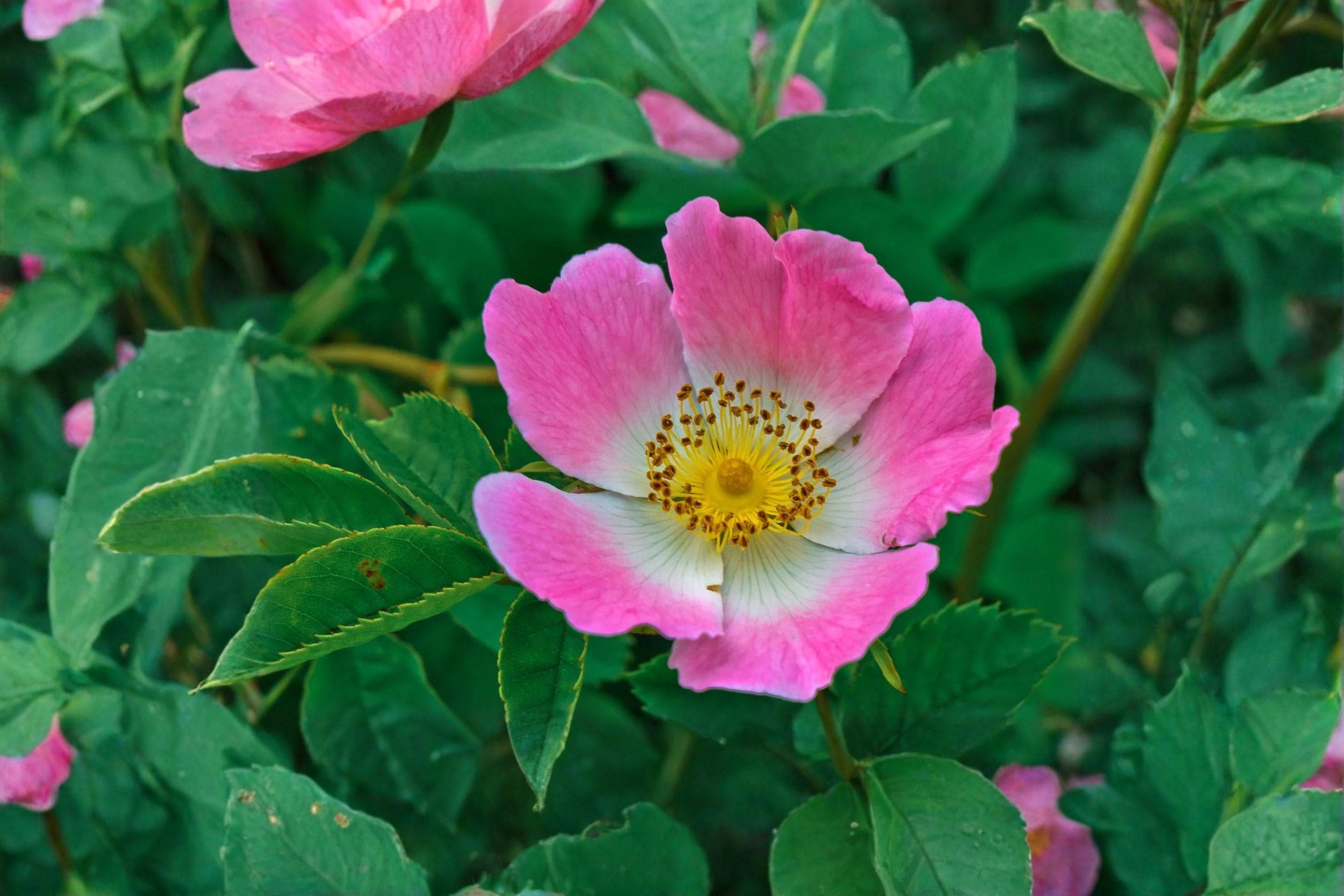 10 Prairie Wild Rose Seeds – Rosa Arkansana – Native Rose – Pink ...