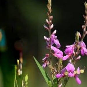 May include: Close-up of a flowering plant with vibrant purple blossoms and green leaves. The flowers are clustered along slender stems, with a blurred green background. The image captures the delicate beauty of nature.