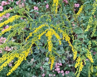 100 Elmleaf Goldenrod Seeds – Solidago ulmifolia – Native Wildflower – Pollinator Plant – Fall Blooms
