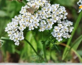 500 Seeds Achillea millefolium occidentalis — Western Yarrow, Drought-Tolerant Native Wildflower