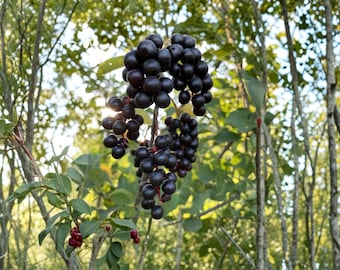 May include: A close-up shot of a cluster of dark purple berries hanging from a branch, set against a backdrop of green leaves and tree trunks. The berries are round and shiny, with a deep, rich color. The scene is bathed in natural light.