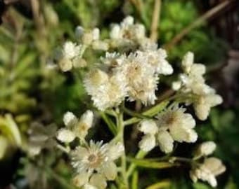 500 Seeds | Pseudognaphalium obtusifolium | Sweet Everlasting | Native Wildflower | Fragrant Dried Flower Plant