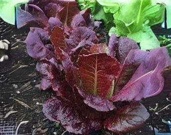 700 Red Romaine Lettuce Seeds: Heirloom Variety for Fresh Salads