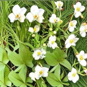 May include: A close-up of white flowers with yellow centers and green leaves. The flowers have multiple petals and are surrounded by green foliage. The image is well-lit, showcasing the details of the flowers and leaves.