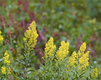 100 Showy Goldenrod Seeds – Solidago speciosa – Native Wildflower – Pollinator Plant – Fall Blooms
