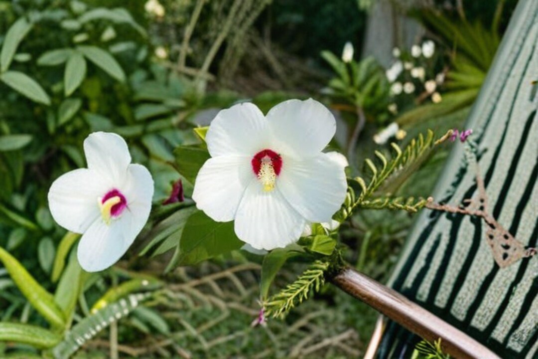 Dwarf White Rose Mallow Seeds: Compact Hardy Hibiscus - Etsy