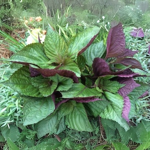 Red Leaf Perilla Shiso Seeds: Korean & Japanese Culinary Herb (400 Seeds)