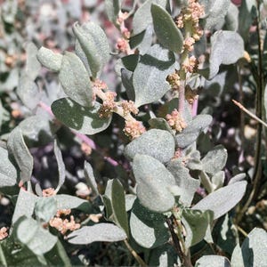May include: Close-up of a plant with oval, silvery-green leaves and small, pinkish-brown flower clusters. The leaves have a textured appearance, and the stems are a mix of green and pink. The image is well-lit, highlighting the plant's details.