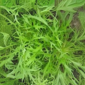 Mizuna Spinach Seeds: Fast Growing Asian Green, Heirloom Variety