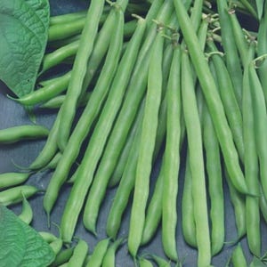 May include: A collection of fresh, vibrant green beans with a few leaves, arranged on a dark surface. The beans are long and slender, showcasing their natural shape and color. A healthy, natural food.