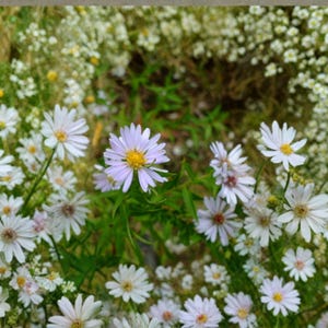 May include: A field of white and lavender daisy-like flowers with yellow centers. The flowers are surrounded by green foliage and smaller white flowers, creating a natural, vibrant scene. The image is a close-up shot of the flowers.