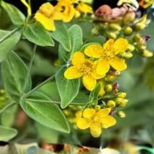 May include: Close-up of a flowering plant with bright yellow blossoms and green leaves. The flowers have five petals and prominent yellow stamens. The leaves are a vibrant green, creating a natural and fresh aesthetic.
