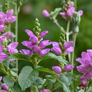 May include: Close-up of pink Obedient Plant flowers in full bloom. The flowers have a unique shape and are clustered together on green stems with green leaves. The background is a soft green.