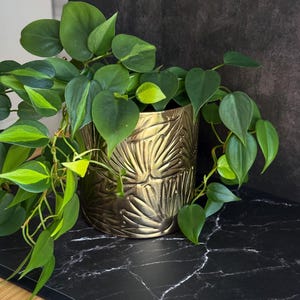 May include: A metallic gold cylindrical planter featuring a raised, embossed palm leaf pattern. The planter contains a trailing philodendron plant with heart-shaped green leaves, some of which display variegated light green and yellow patterns.