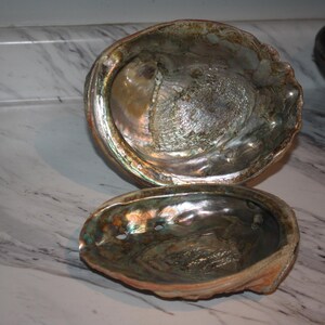 May include: Two abalone shells with iridescent, pearlescent interiors displaying swirling shades of blue, green, and pink. The shells have a smooth, polished inner surface and a textured, natural outer edge, showcasing the organic beauty of the mollusk.