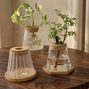 May include: Three glass propagation vases with cork lids and wooden bases. The vases hold plants with green and white leaves. One vase has a textured surface, while the others have a smooth surface. The vases sit on a dark wooden table.