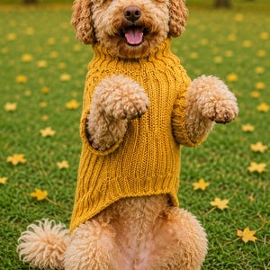 May include: A curly-haired dog with light brown fur wearing a mustard yellow knitted sweater with a ribbed turtleneck collar and ribbed cuffs. The dog is sitting upright with its front paws raised, showcasing the textured knit pattern of the garment.