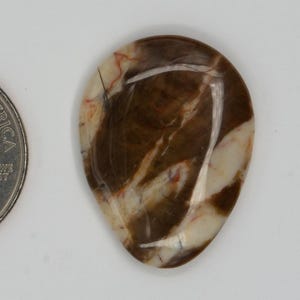 May include: A polished, teardrop-shaped gemstone with brown and cream-colored patterns, next to a U.S. quarter for size comparison. The stone's surface has a glossy finish, showcasing the natural veining and color variations.