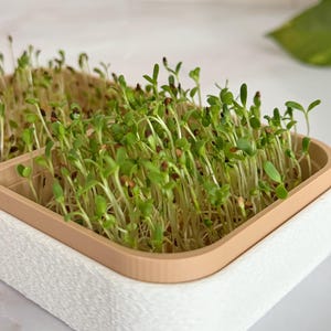 Kit de cultivo de microvegetales • Germinador compacto para interiores • Sistema de bandeja reutilizable sin tierra