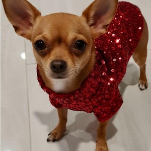 Può includere: Un piccolo cane color marrone chiaro con grandi orecchie dritte e occhi scuri indossa un indumento senza maniche ricoperto di paillettes rosse lucide. Il cane ha il pelo corto e una macchia bianca sul petto. L'indumento è aderente.