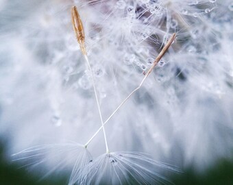 Fine Art Photography Fine art print dandelion Home Décor nature photography macro photography wall art fine art prints California art custom