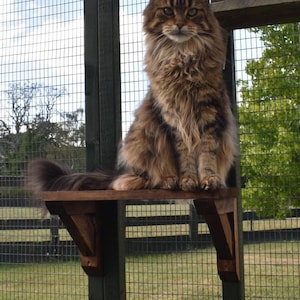 Pode incluir: Um gato grande, fofo, marrom e preto está sentado em uma prateleira de madeira presa a uma estrutura verde escura. O gato tem pelos longos e uma cauda espessa. A prateleira é feita de madeira manchada e é suportada por suportes. Uma cerca de tela de arame e grama verde estão ao fundo.