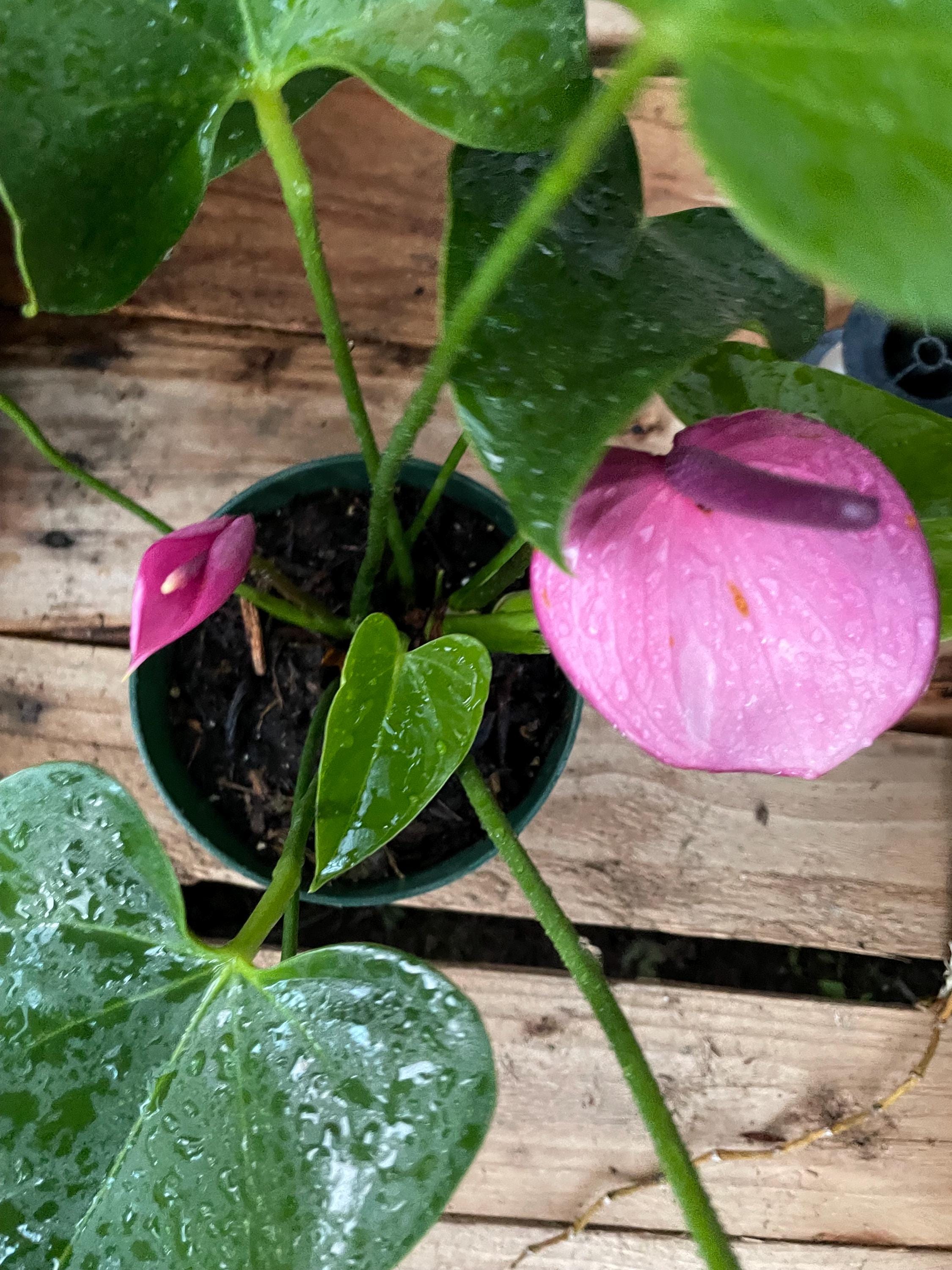 Baby Purple Anthurium Plant in 6 Inch Pot - Etsy