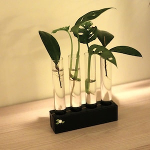 Może przedstawiać: Czarna, drewniana stacja do rozmnażania roślin z czterema przezroczystymi probówkami, każda wypełniona wodą i sadzonką rośliny z zielonymi liśćmi. Stacja stoi na jasnej drewnianej powierzchni.