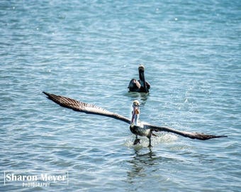 Pelican in Flight Print, Fine Art Photo, Wall Decor, Fishing, Pelican Photo, Florida Pelican print, Islamorada Florida