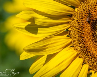 Beautiful Sunflower - Fine Art Photo Print, Wall Decor, Yellow Sunflowers, Sunflower Print, Sunflower Photo, Sunflower Field
