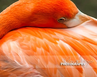 Flamingo Fine Art Photo, Flamingo Photographic Print, Wall Decor, Bashful, Bird Photo, Fine Art Photograph