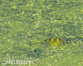 Frog Fine Art Photo, Frog Photographic Print, Wall Decor, Bashful, Frog Photo, Fine Art Photograph, Peeking