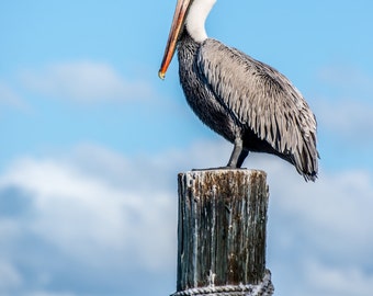 Pelican on Piling Fine Art Print - Pelican - Florida - Florida Birds - Florida Pelican - Pelican by the Water