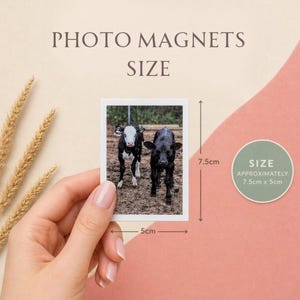 May include: Photo magnets featuring two calves, one black and one black and white, standing in a field. The magnets are rectangular, approximately 3 inches by 2 inches, with the text "PHOTO MAGNETS SIZE" at the top.