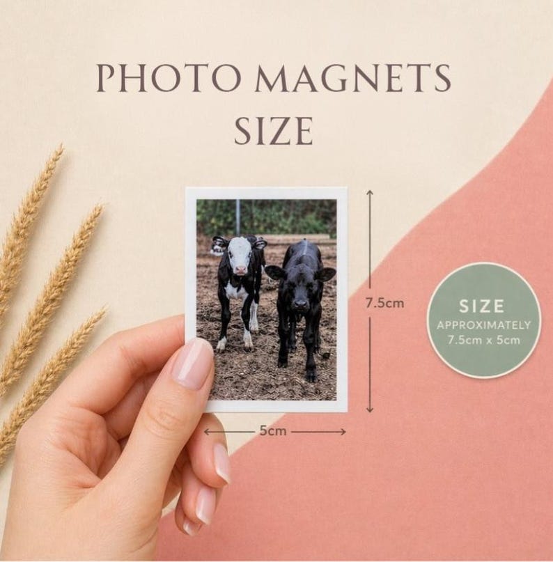 May include: Photo magnets featuring two calves, one black and one black and white, standing in a field. The magnets are rectangular, approximately 3 inches by 2 inches, with the text "PHOTO MAGNETS SIZE" at the top.