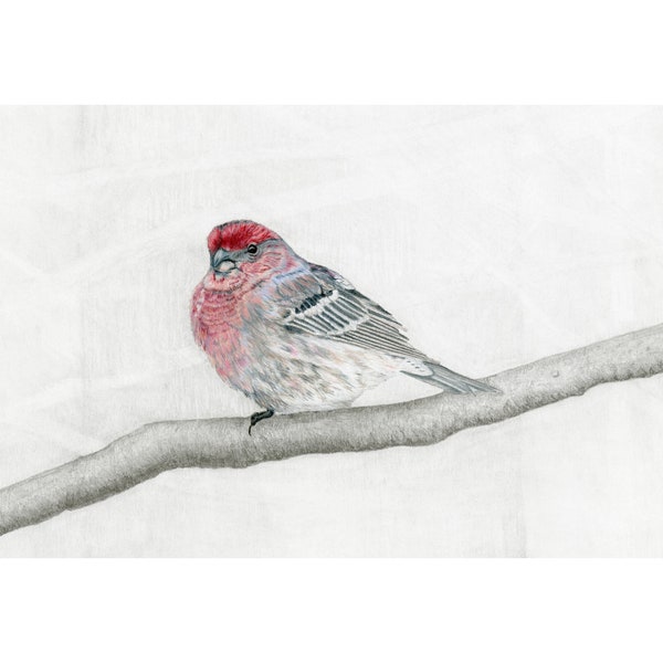 Finches, House Finch