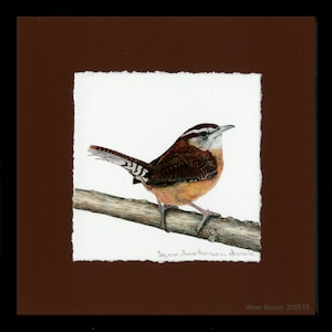 Wrens, Carolina Wren, Framed