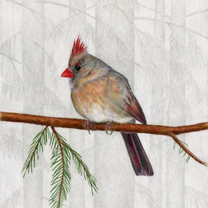 Cardinals, Female Northern Cardinal