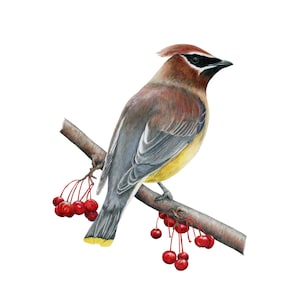 Waxwings, Cedar Waxwing