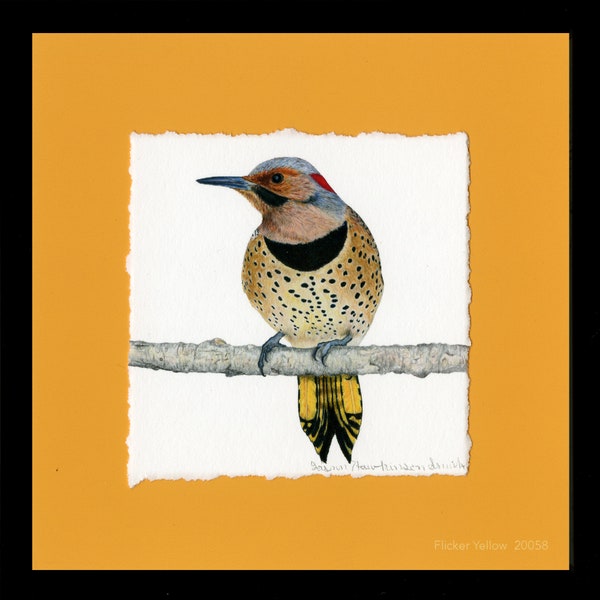 Woodpeckers, Northern Flicker, Yellow Shafted Eastern Framed