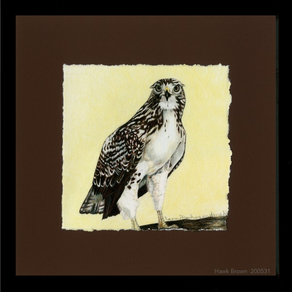 Hawks, Red-tailed Hawk, Framed