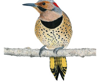 Woodpeckers, Northern Flicker (Yellow-shafted Eastern) Giclée Print